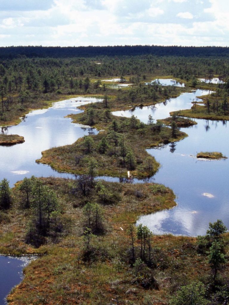 Estonian bog